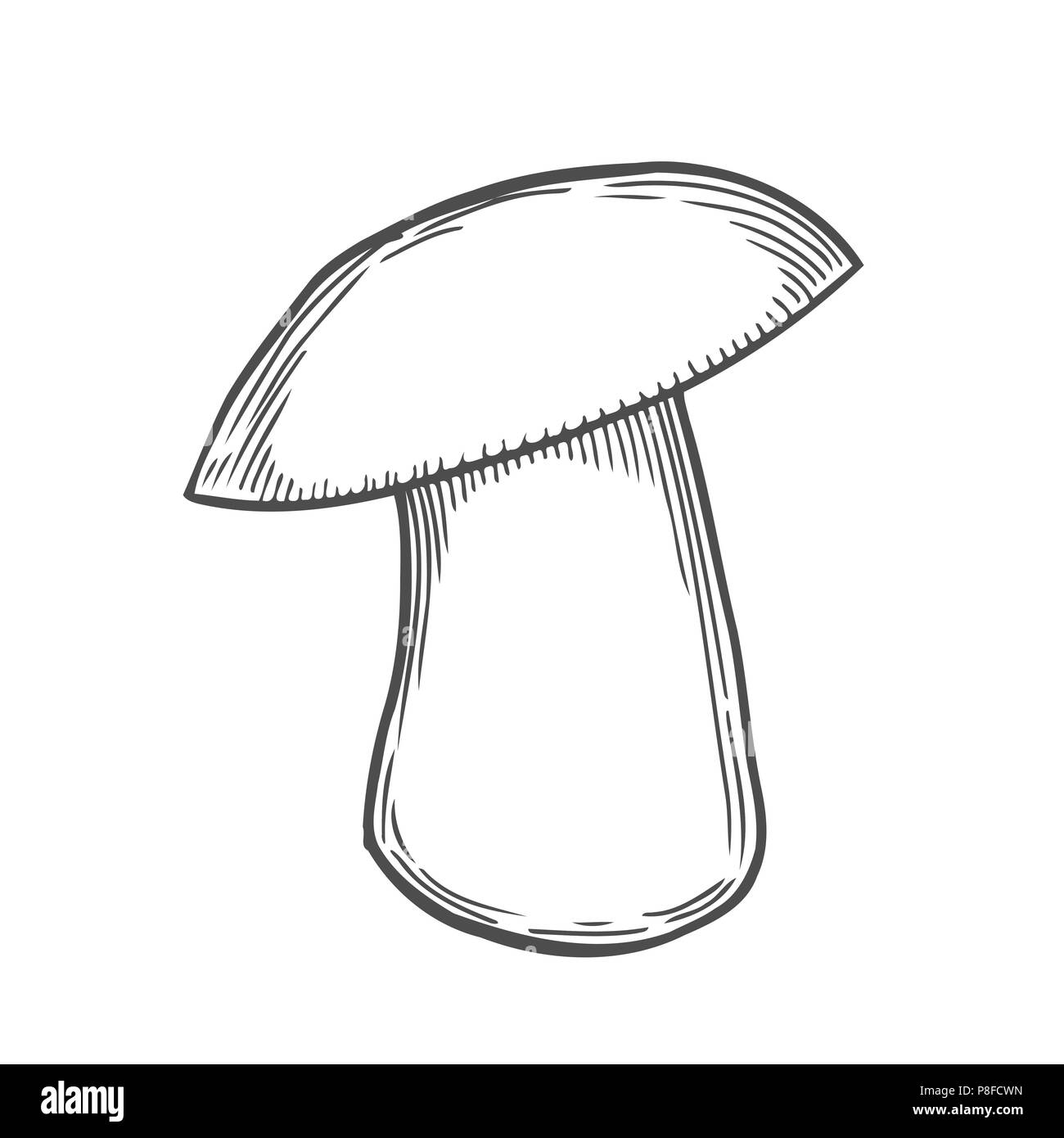 Champignon blanc dessiné à la main, gravure illustration Illustration de Vecteur