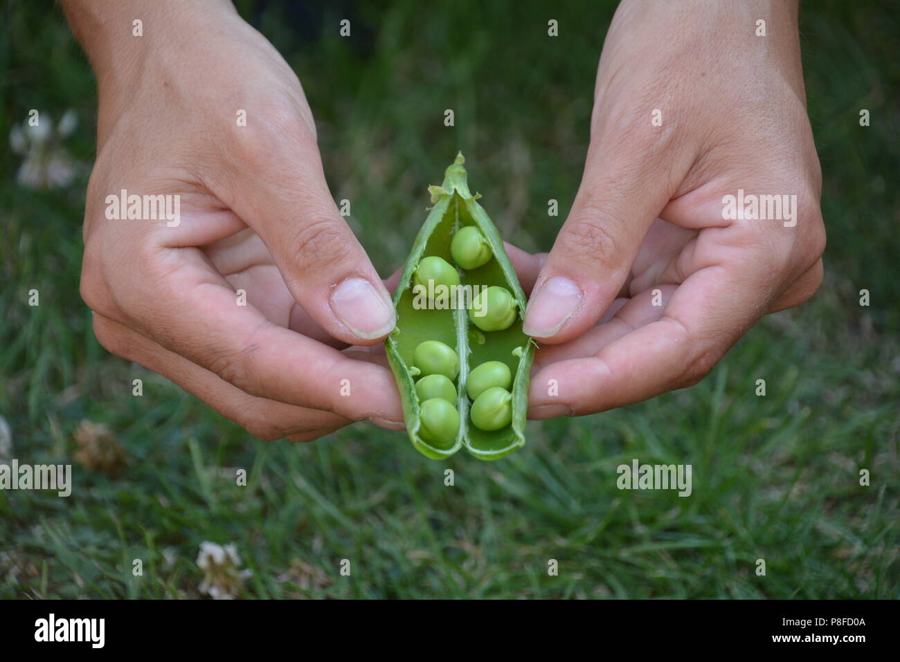 Personnellement choisi les pois frais cultivés localement dans une cosse Banque D'Images