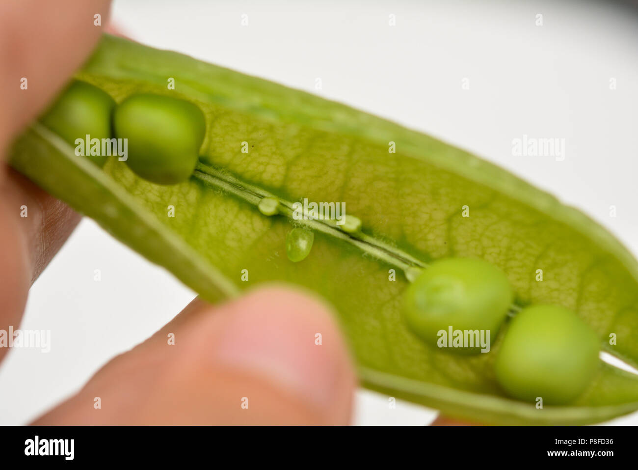 Personnellement choisi les pois frais cultivés localement dans une cosse Banque D'Images