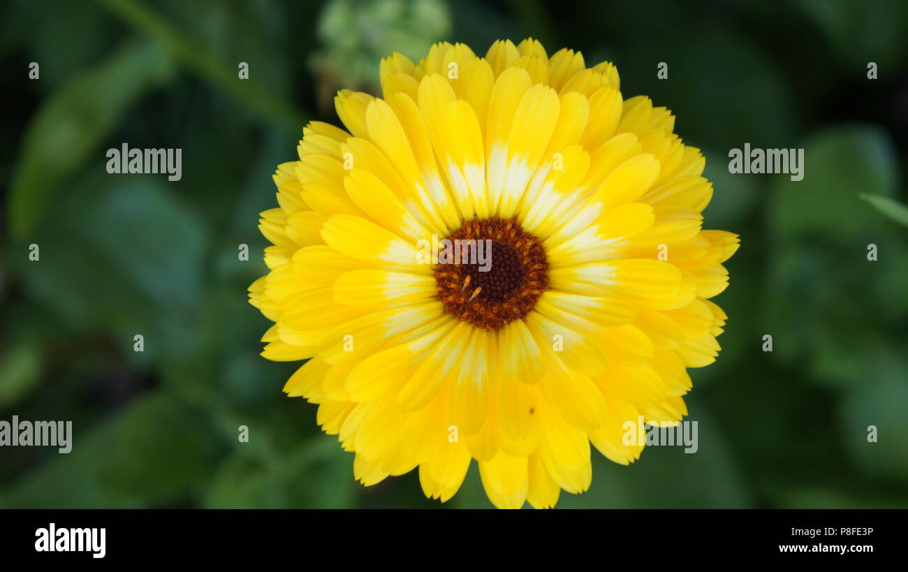 Une belle fleur jaune avec un centre blanc ray Banque D'Images