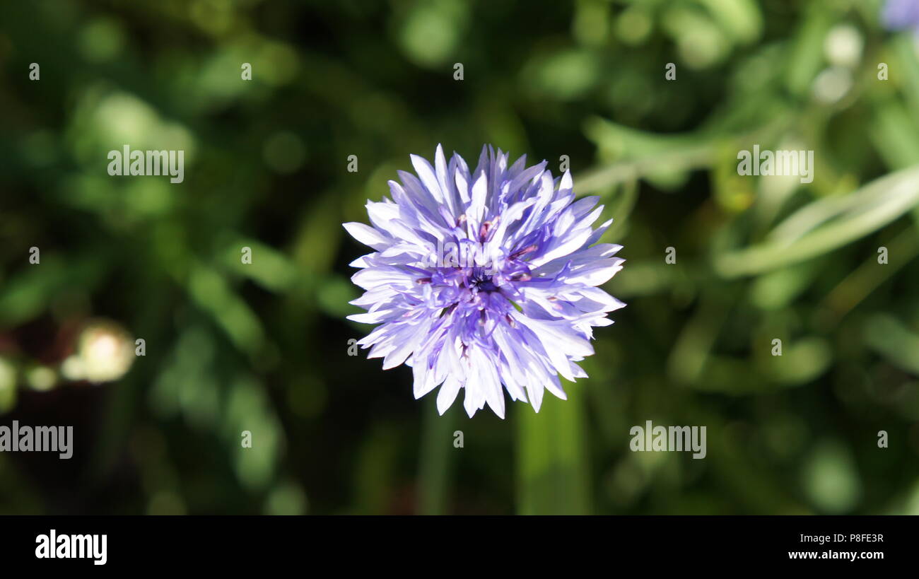 Une belle petite fleur mauve pâle forme ball Photo Stock - Alamy