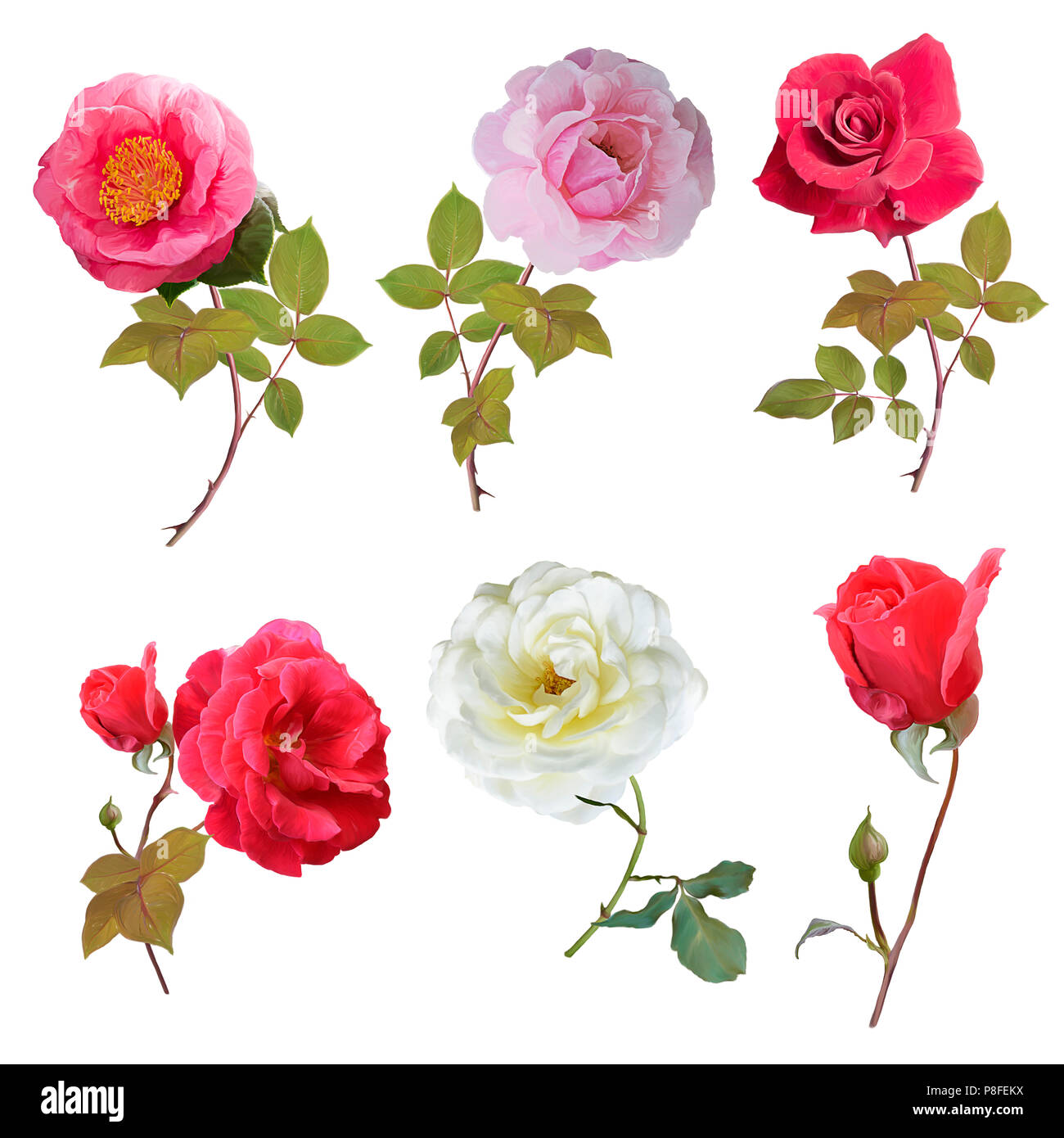 Série Fleur Rose Peinture Aquarelle Banque Dimages Photo