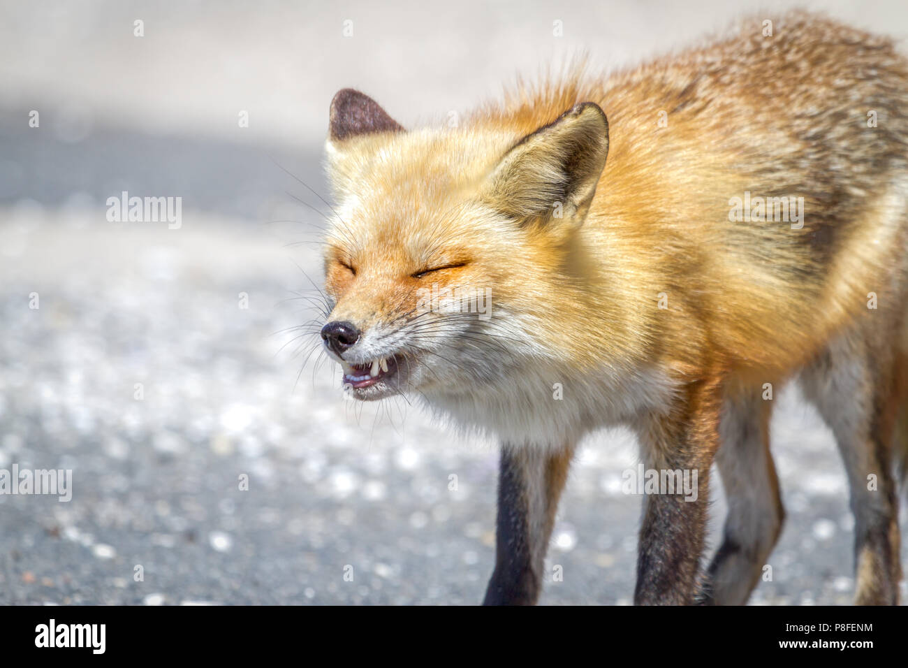 Red Fox avec animaux des bois ou expression rire grimaçant Banque D'Images