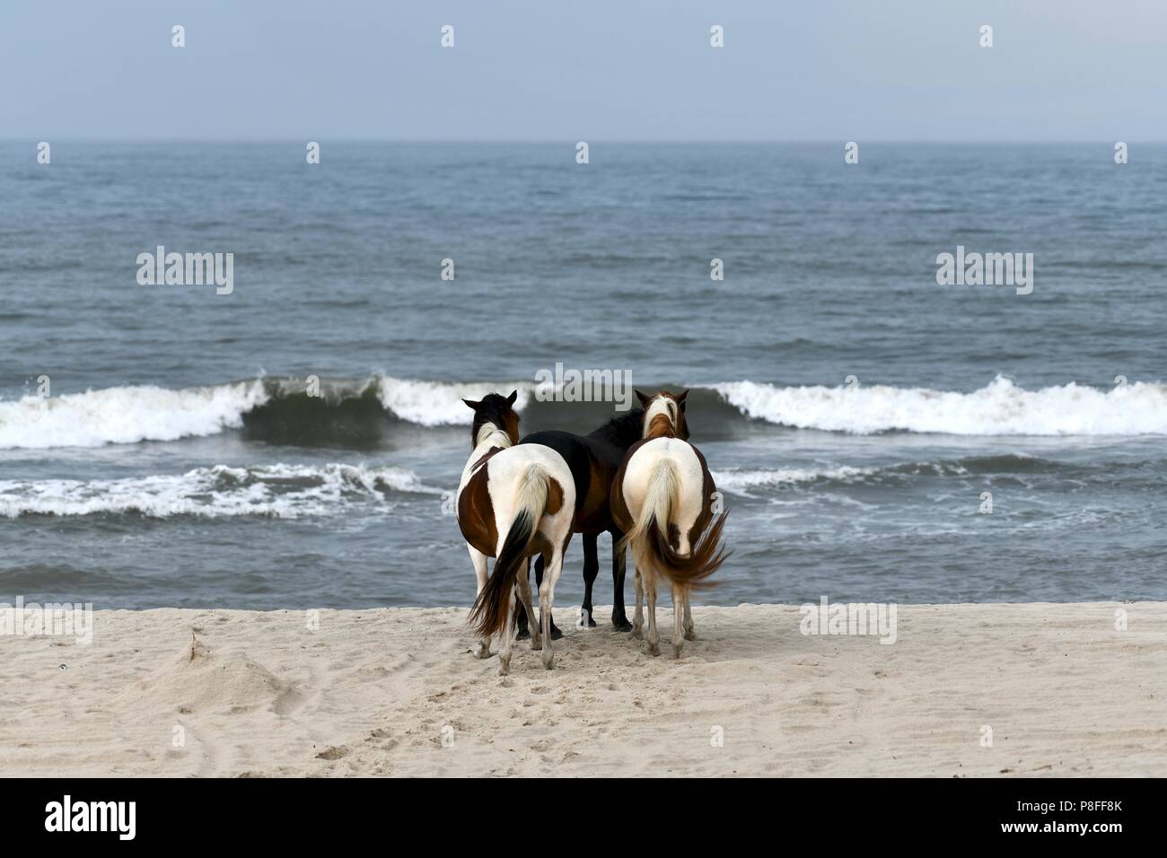 Les poneys sauvages sur la plage à Assateague Island, MD, USA Banque D'Images