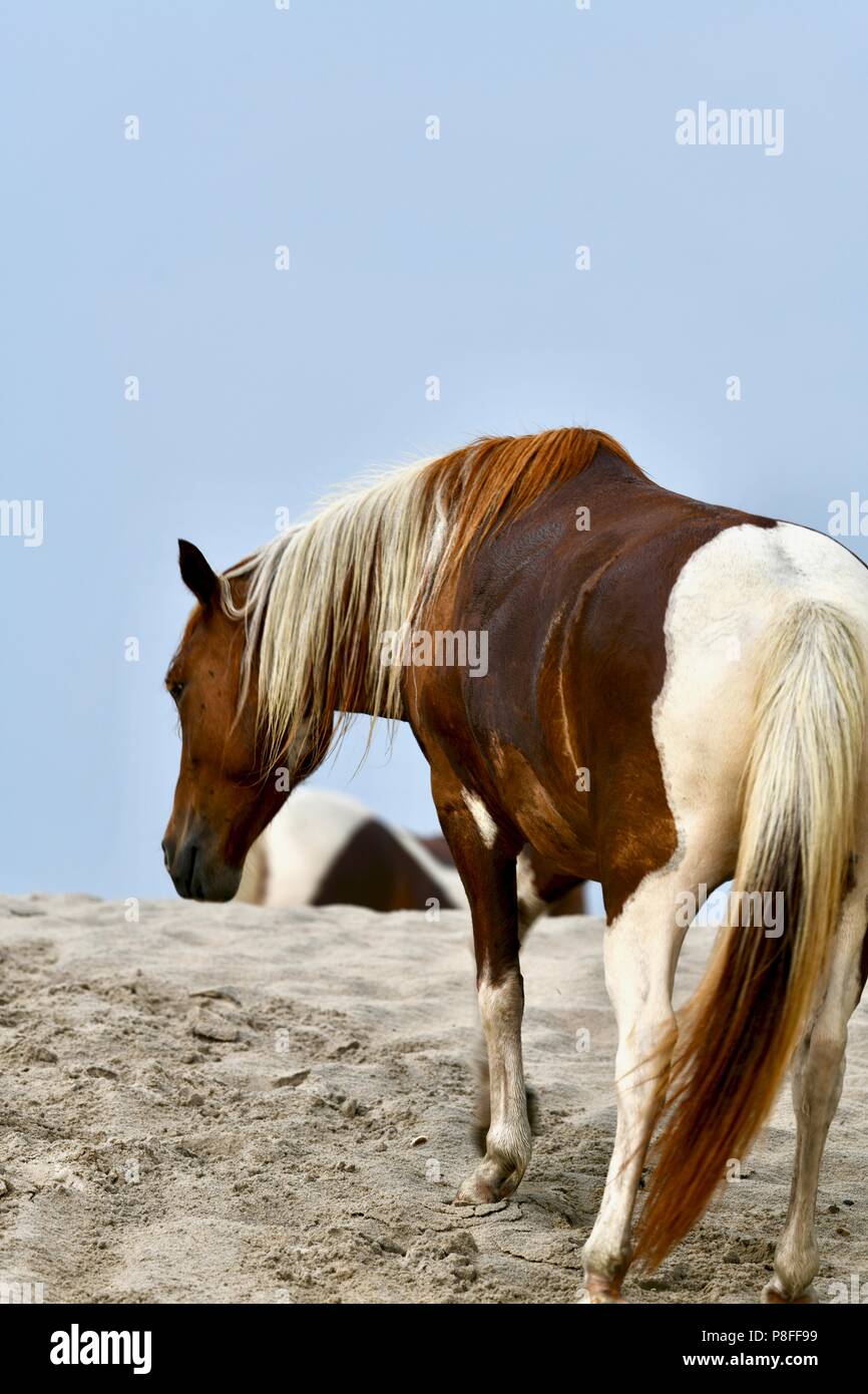 Les poneys sauvages sur la plage à Assateague Island, MD, USA Banque D'Images