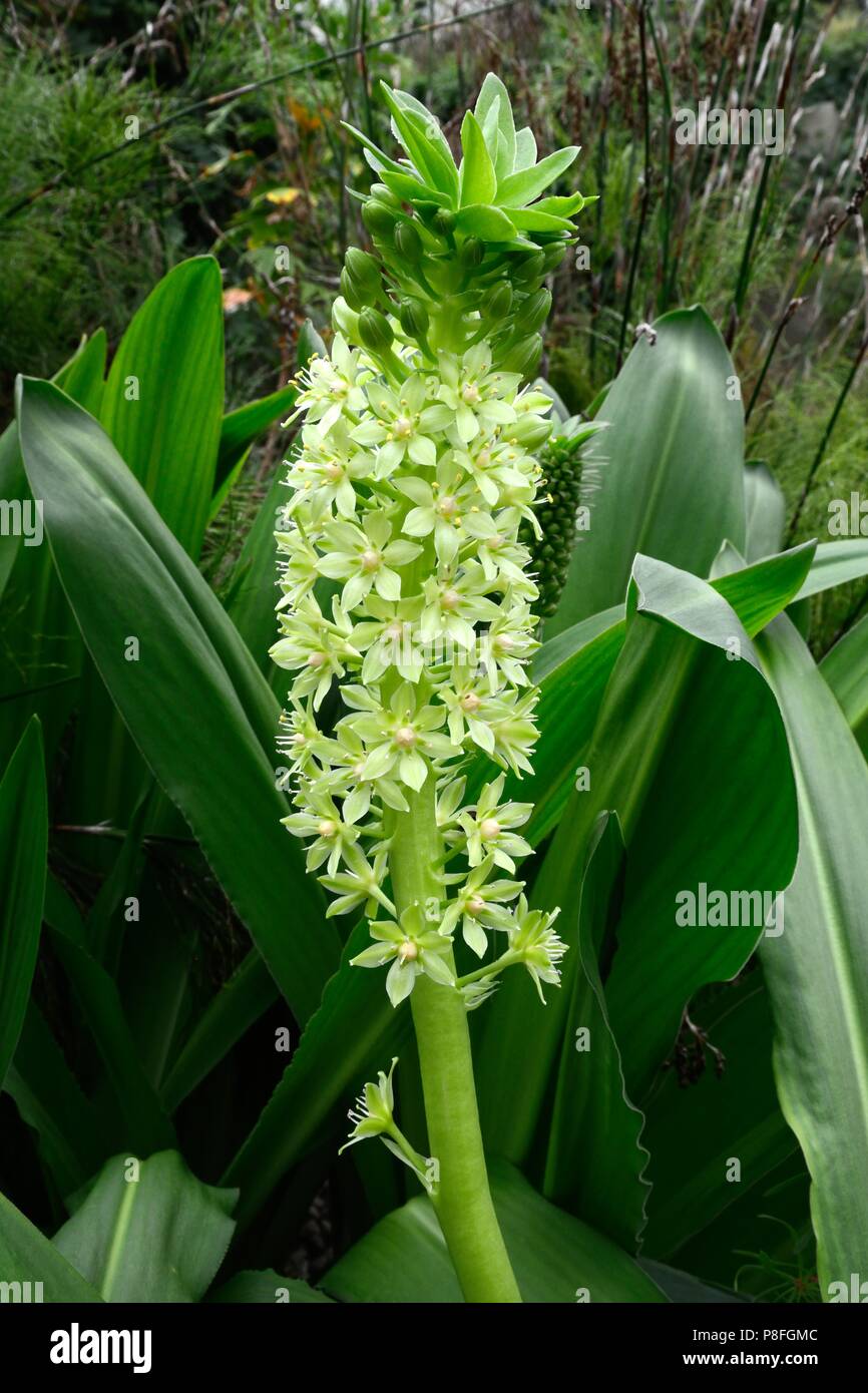 Eucomis comosa ananas ananas fleur fleurs lys Banque D'Images