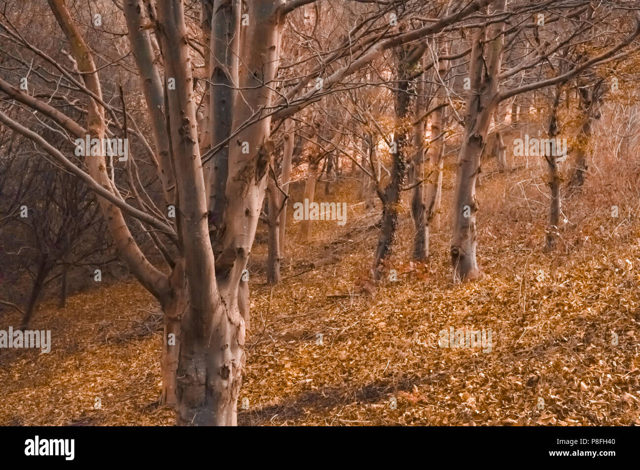 Fond d'arbres et de feuilles à l'automne à l'aube de temps avec l'exécuter à la hausse. Banque D'Images