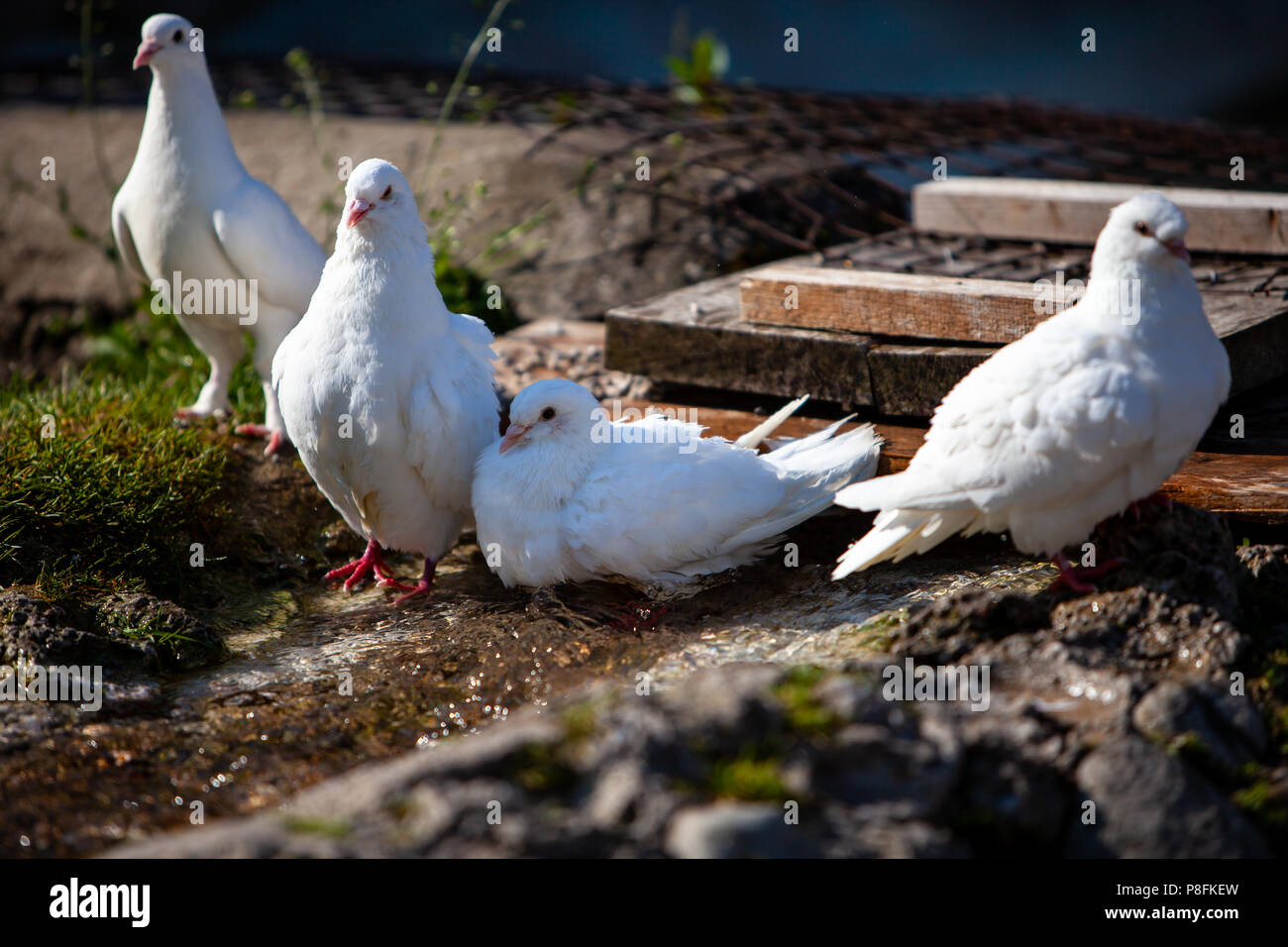 Groupe De Pigeon Blanc Assis Du Cote Du Lac Photo Stock Alamy