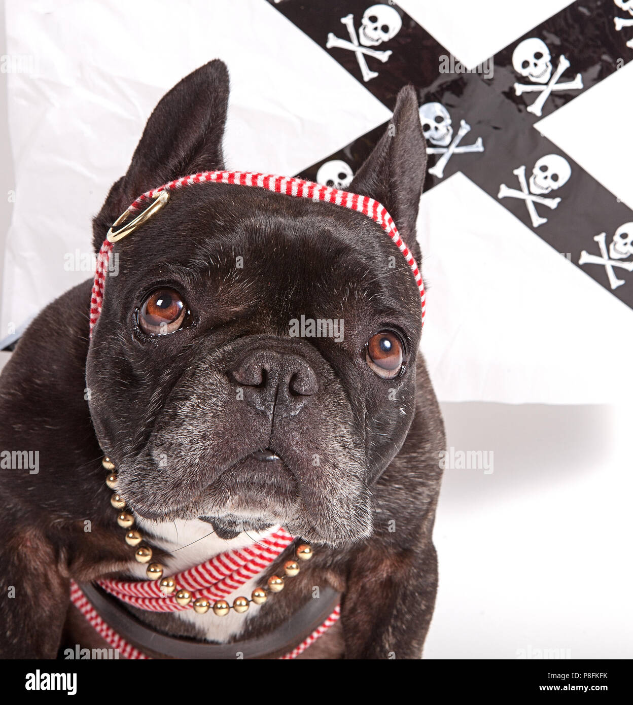 Bouledogue français habillé comme un dangereux pirate girl Photo Stock -  Alamy