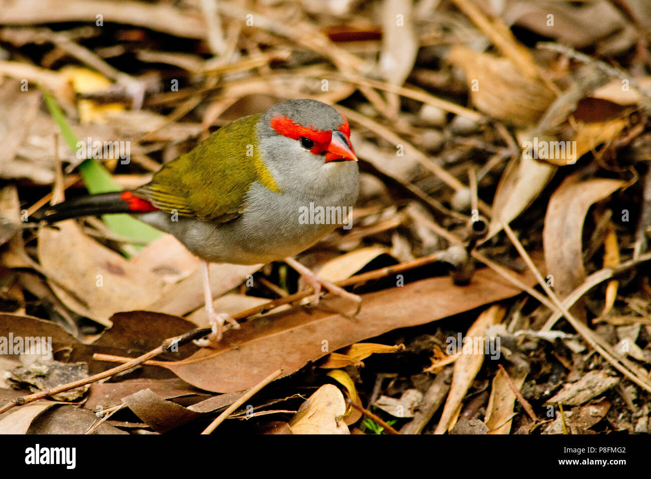 Finch à sourcils rouges à l'état sauvage en Australie. Banque D'Images