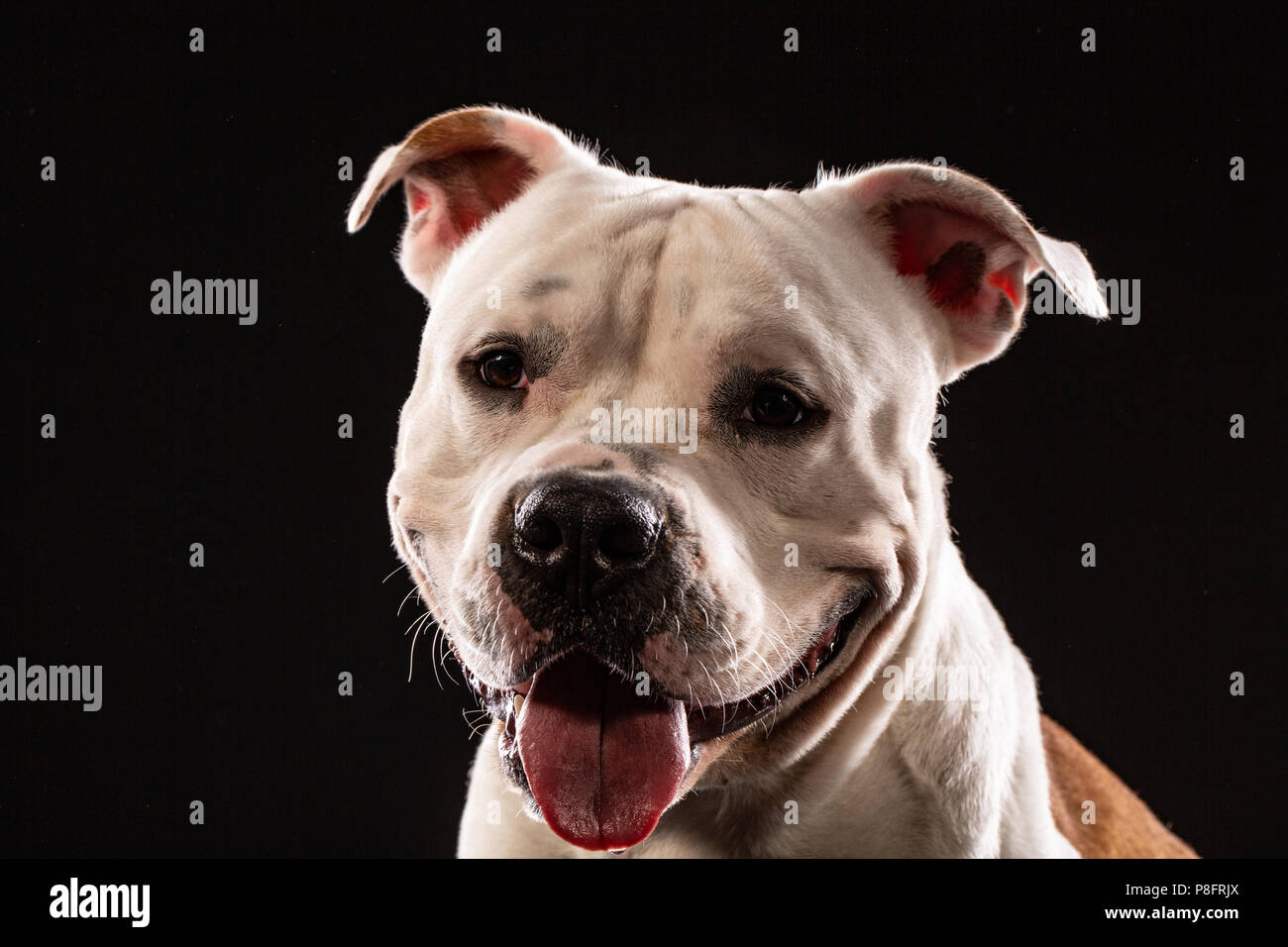 Un pit bull dog portrait Portrait en studio, avec un fond noir Banque D'Images