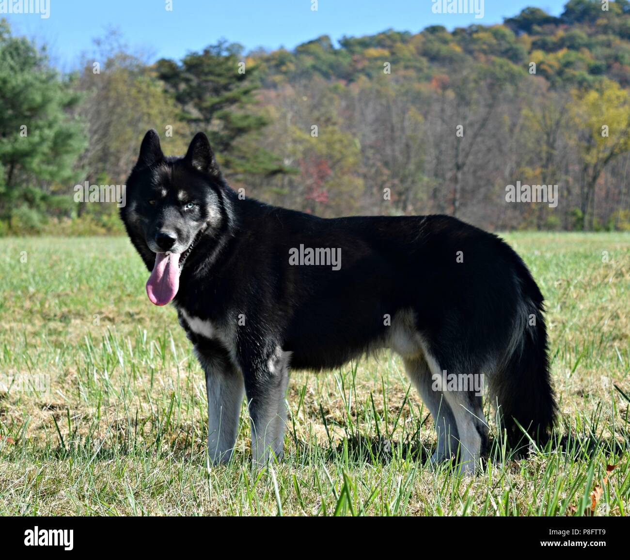 Visage sale noir et blanc husky de Sibérie Photo Stock - Alamy