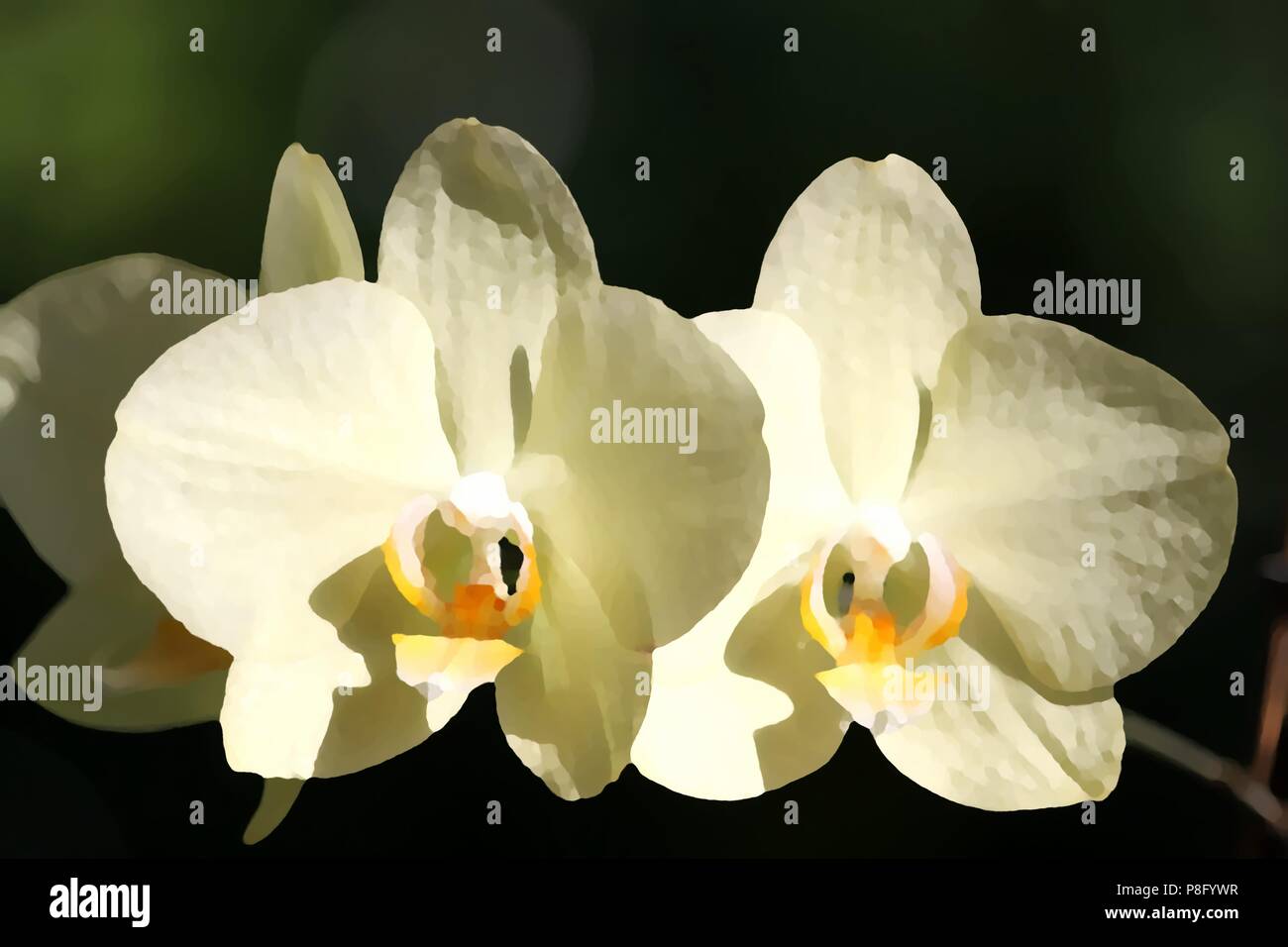 Illustration d'une orchidée en fleur style peint Banque D'Images