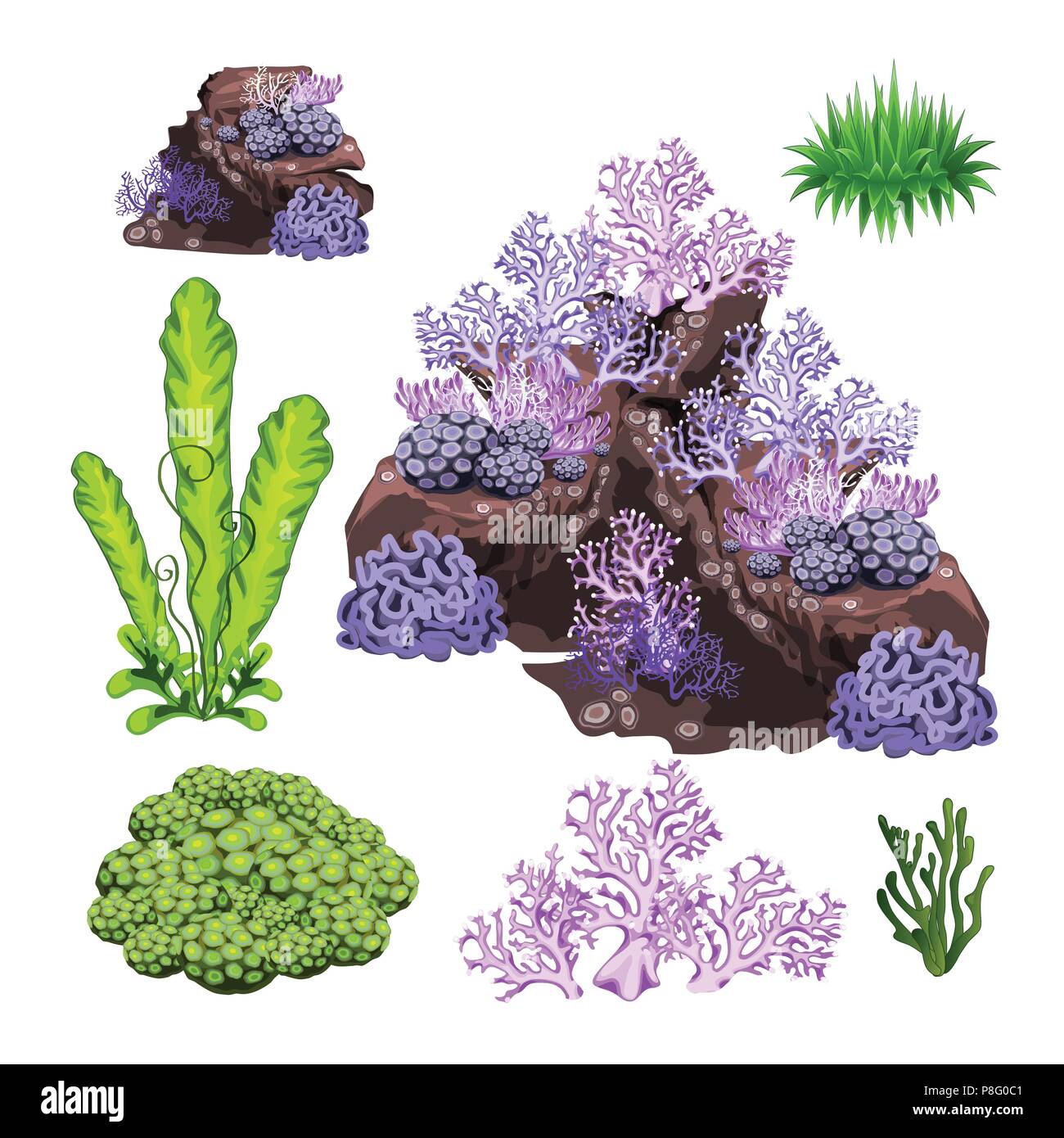L'ensemble des algues, coraux et rochers sous l'eau isolé sur fond blanc. Cartoon Vector illustration close-up. Illustration de Vecteur