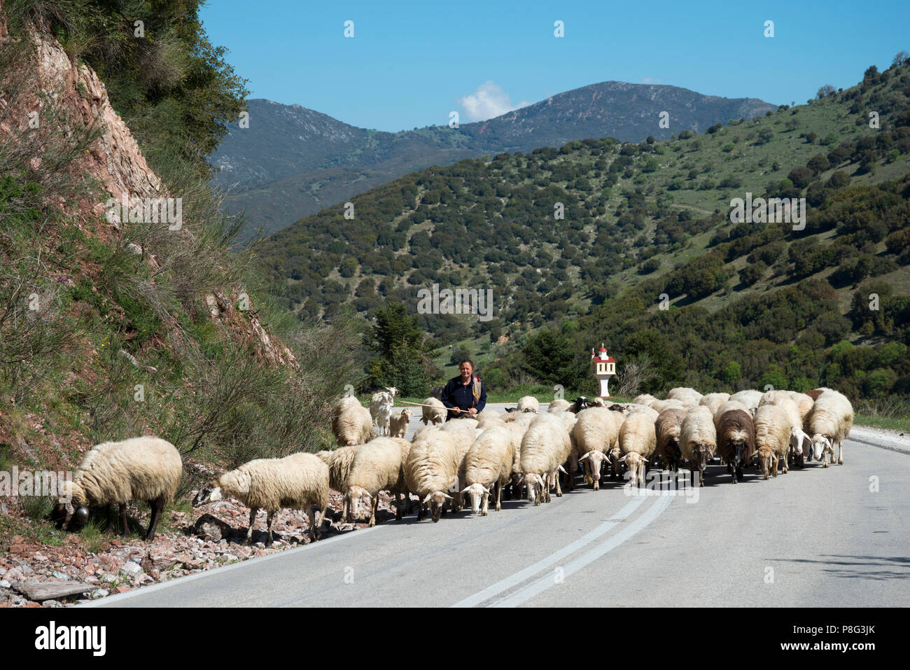 Troupeau de moutons, l'Achaïe, Péloponnèse, Grèce Banque D'Images