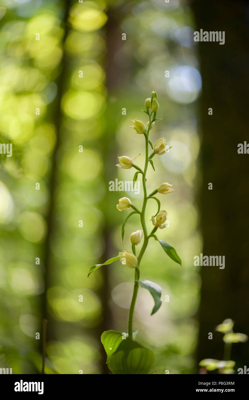 White helleborine, région Hohenlohe, Bade-Wurtemberg, Allemagne, Heilbronn-Franconia, (Cephalanthera damasonium) Banque D'Images