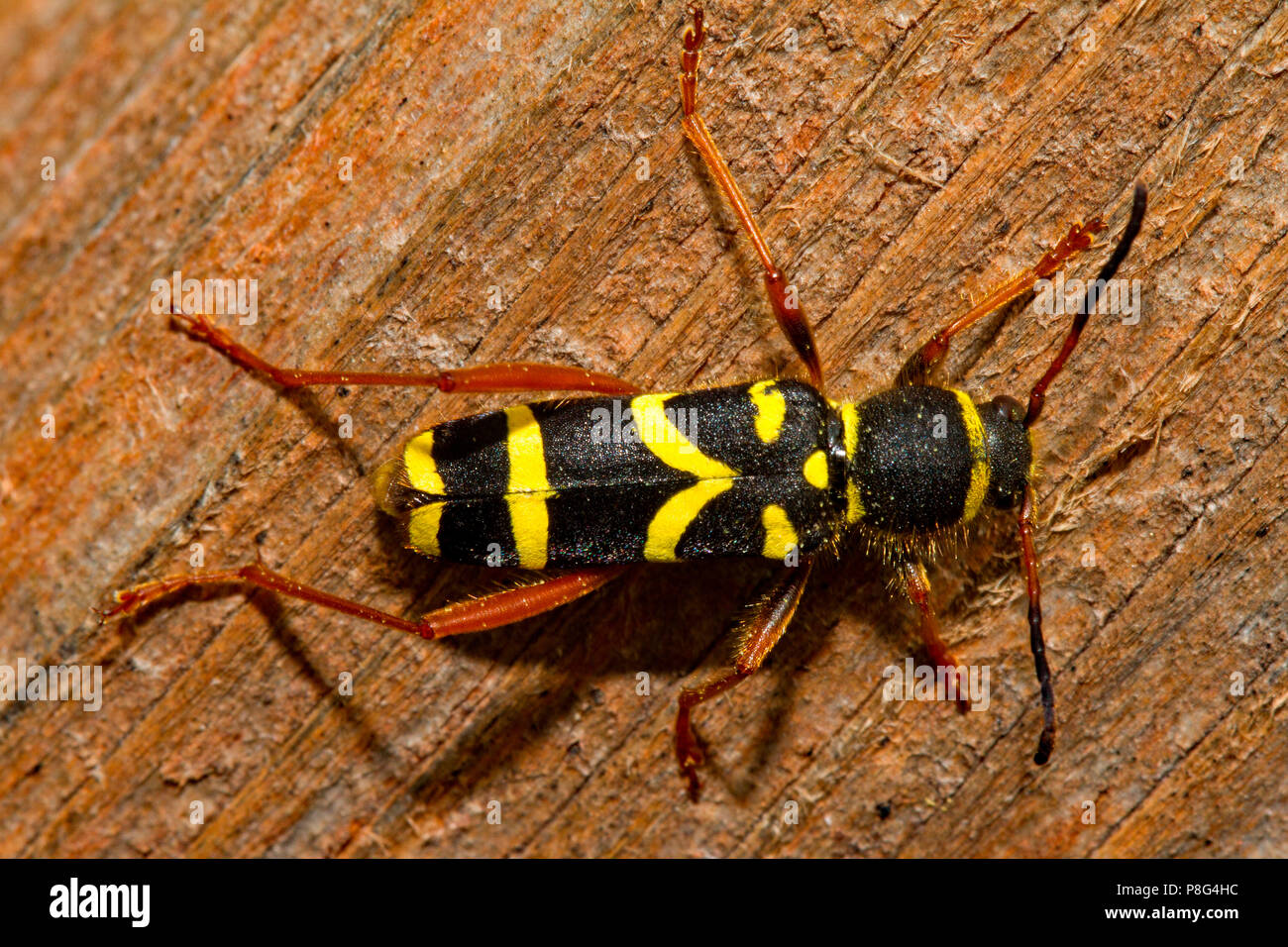 Wasp beetle, (Clytus arietis) Banque D'Images