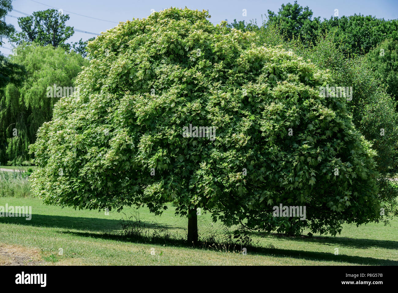 Acer pseudoplatanus Brilliantissimum Brilliantissimum, platane, érable mature.Sapindaceae. Banque D'Images