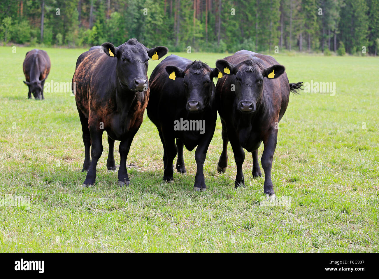 Groupe de trois vaches en marche arrière vers la caméra sur terrain herbeux en été. Banque D'Images
