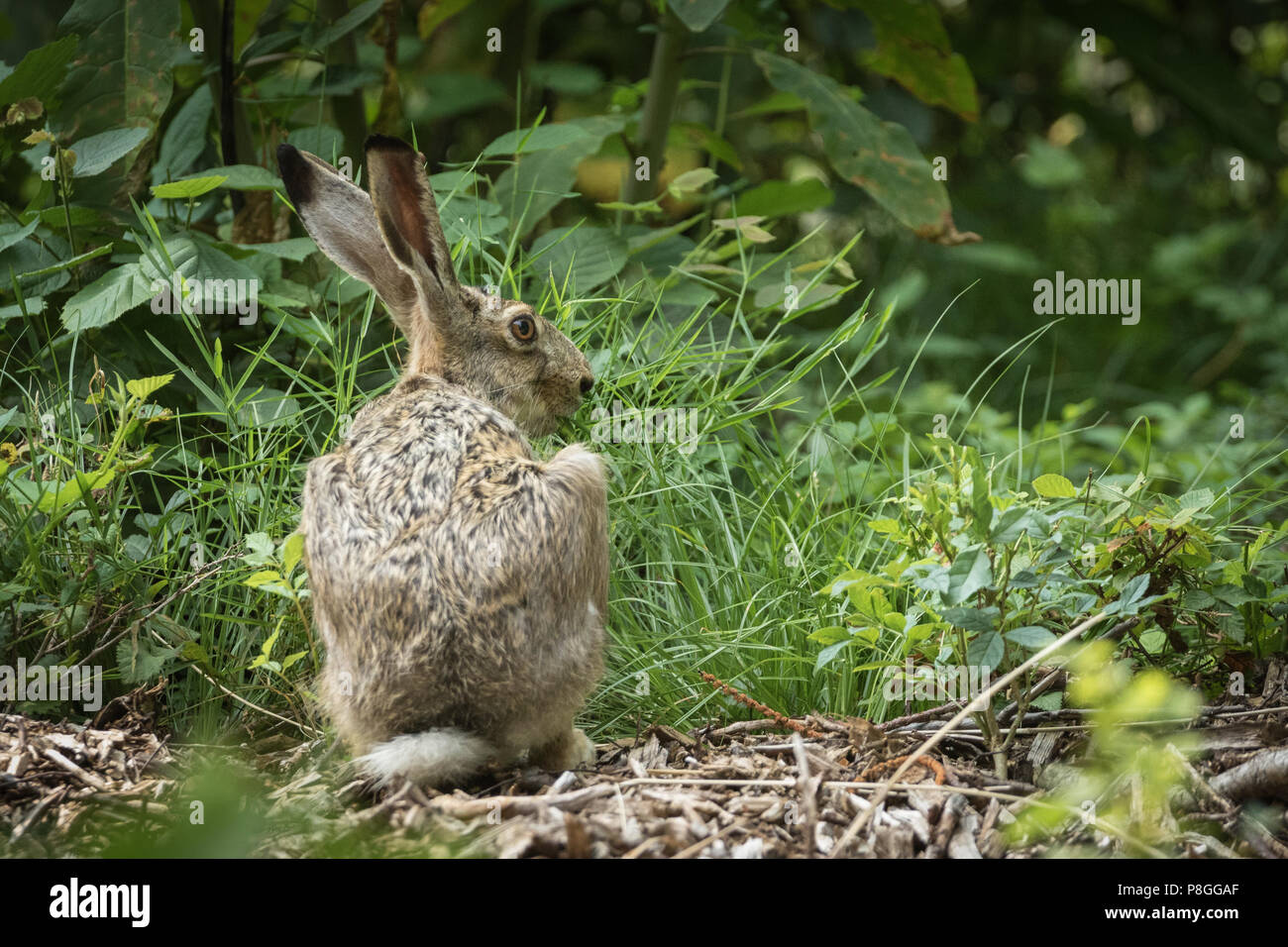 Hare dans les bois - Plein air fabuleux Banque D'Images