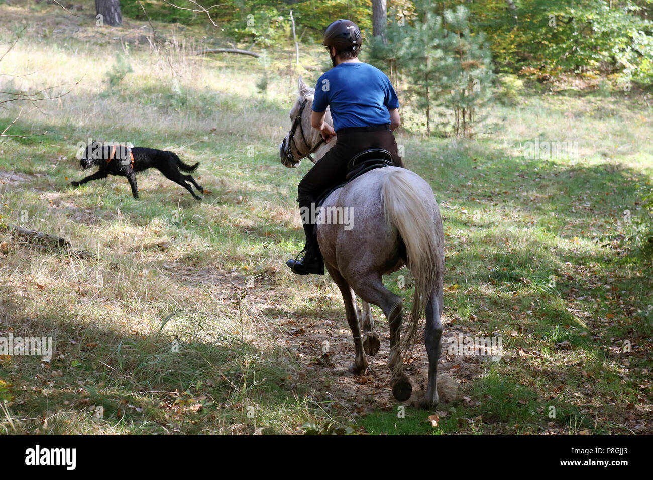 Zernikow, épouse répond à un tuyau d'chien pendant une promenade dans les bois Banque D'Images