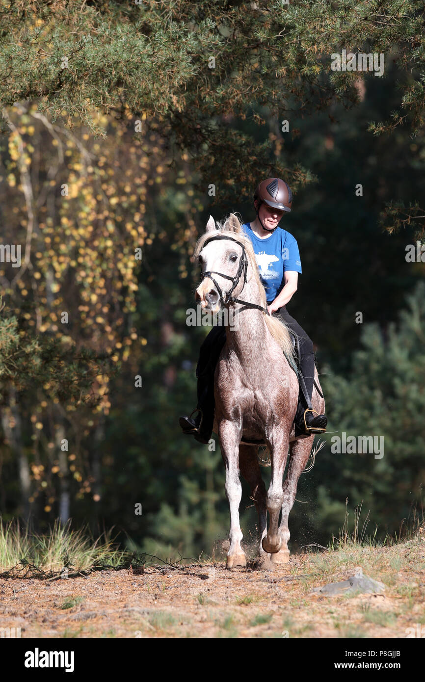 Zernikov, woman riding a trotter sur son cheval à travers une forêt Banque D'Images