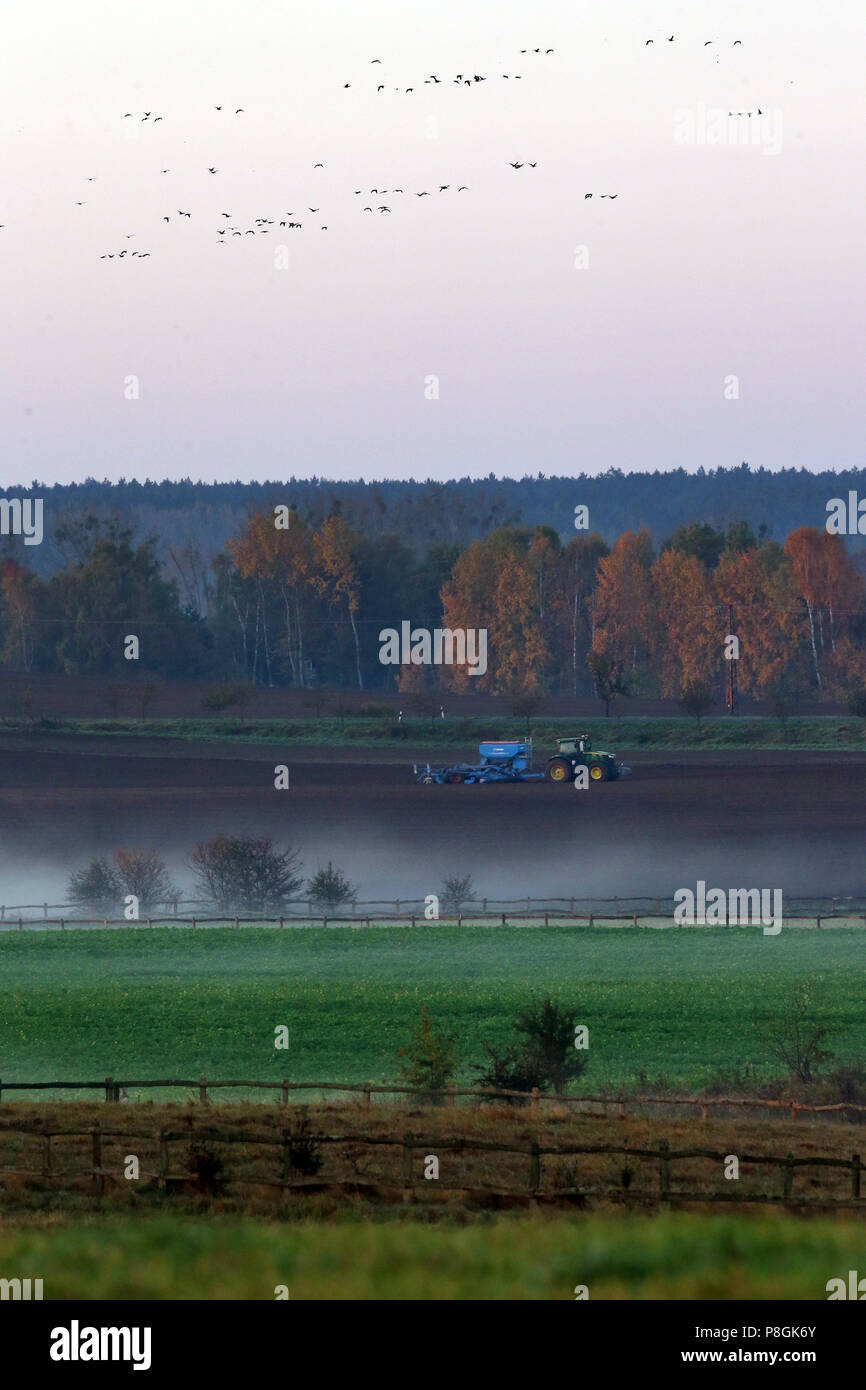 Goerlsdorf, l'Allemagne, le tracteur dans la matinée sur un champ dans l'Uckermark Banque D'Images