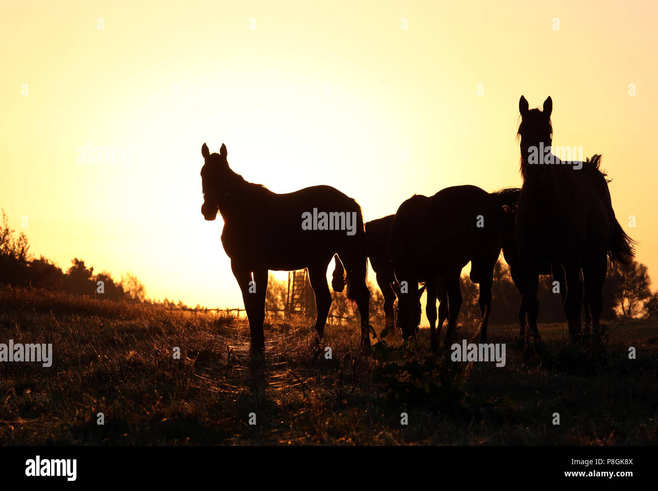 Goerlsdorf cloutés, Silhouette, les chevaux sont au pâturage au lever du soleil Banque D'Images