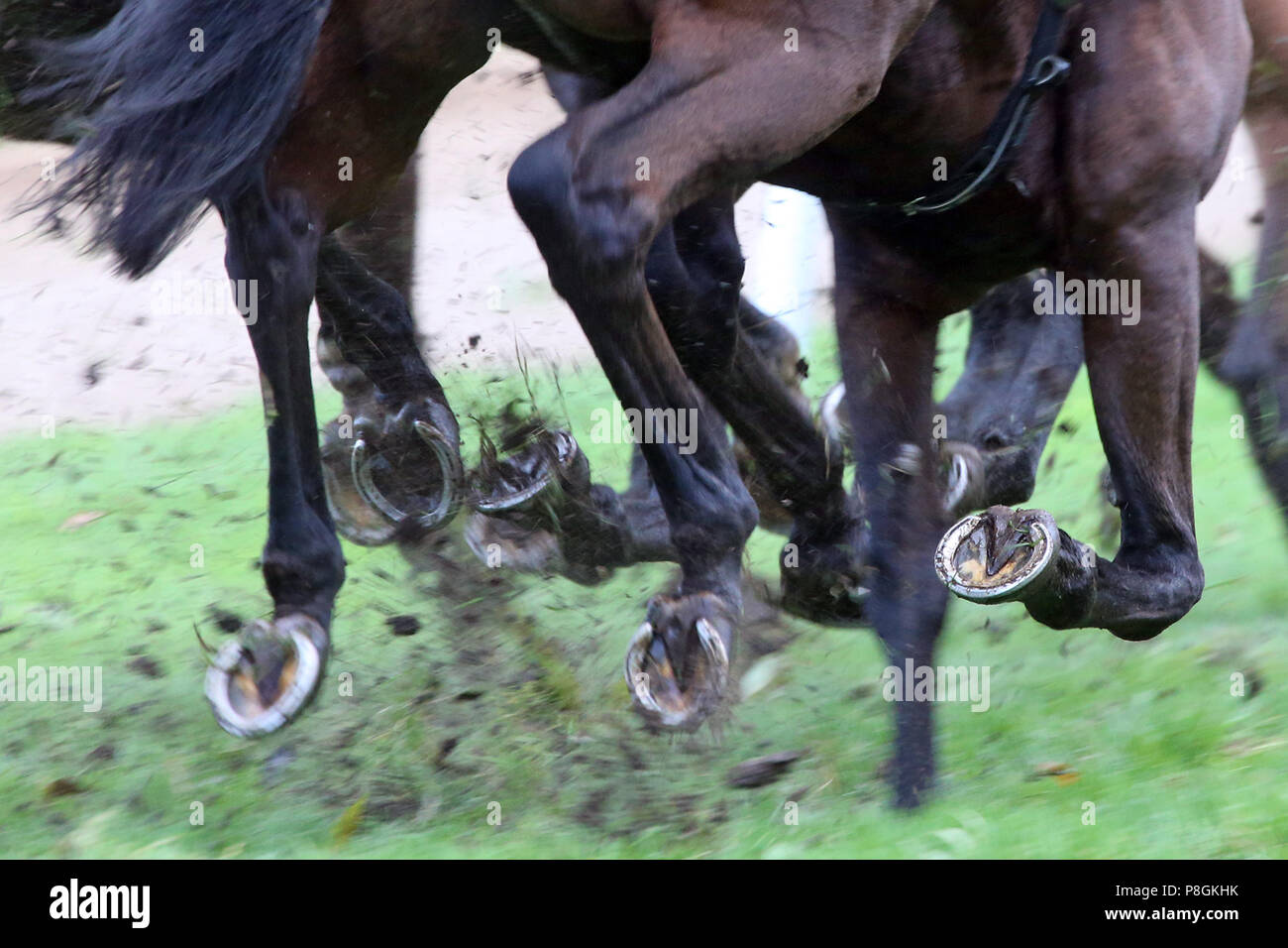 Hanovre, Allemagne, cheval au galop les jambes jusqu'herbe et terre Banque D'Images