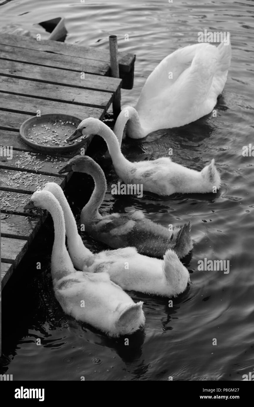 Famille de cygnes sur l'étang à l'été Banque D'Images