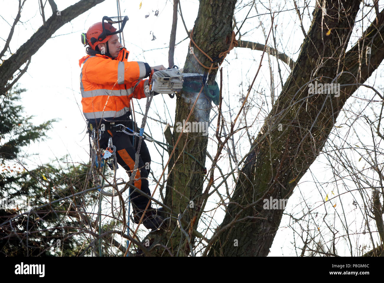 Berlin, Allemagne, employé du bureau de l'horticulture est l'ensemencement d'une branche d'un arbre pourri Banque D'Images