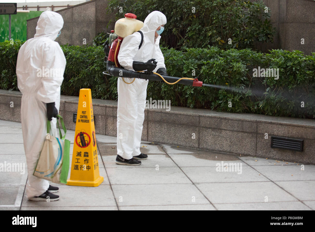 Hong Kong, Chine, l'homme pulvérise pesticides sur un buisson Banque D'Images