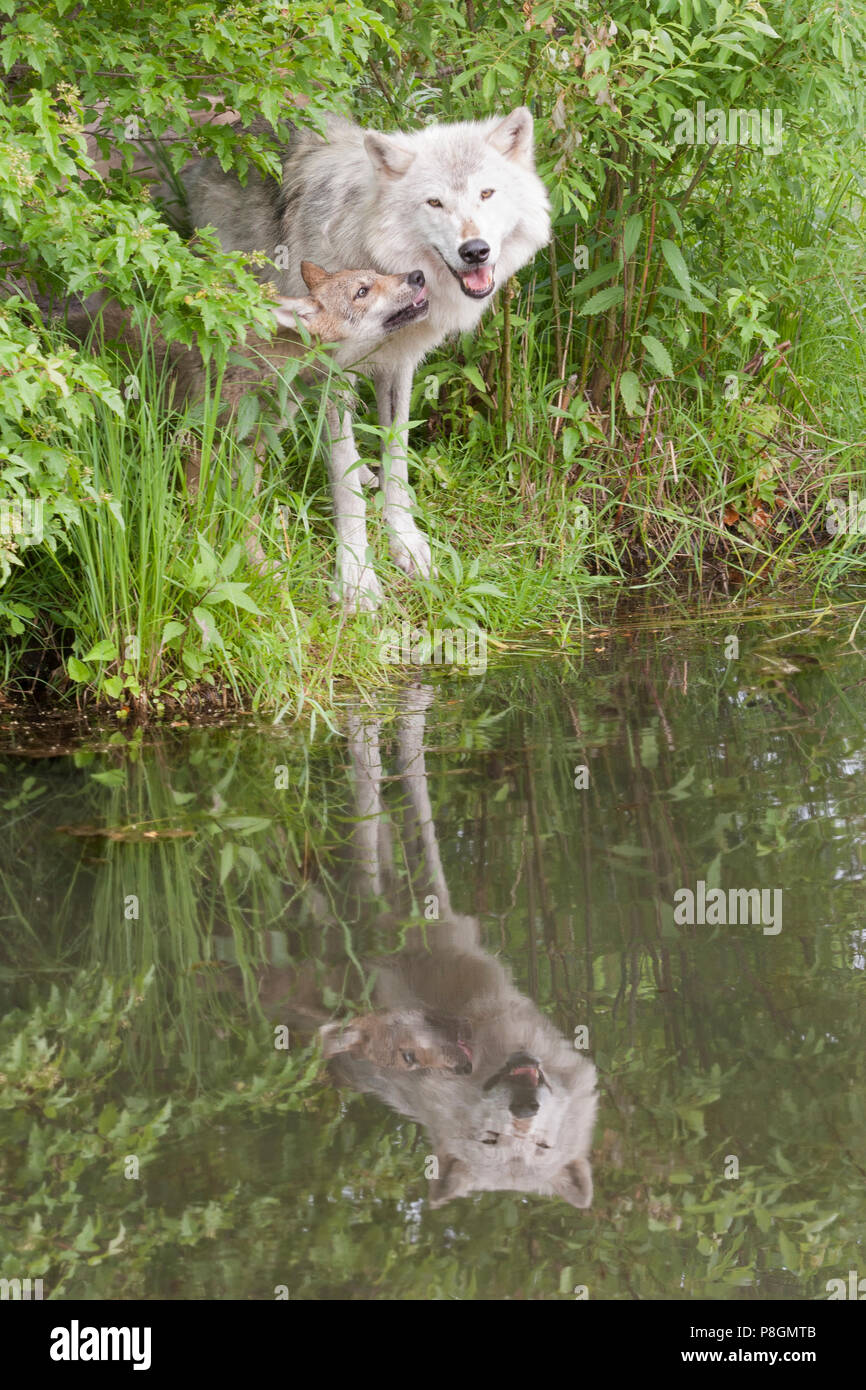 Loup gris avec reflet du lac avec de petits Banque D'Images