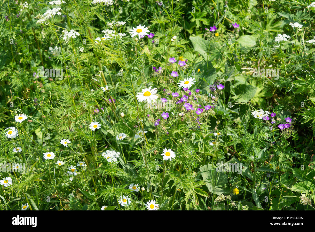 Ox-Eye Marguerites, cow parsley et Cranesbills prés de fleurs sauvages poussant dans les Alpes françaises à Les Gets Portes du Soleil France Haut-Savoie Banque D'Images