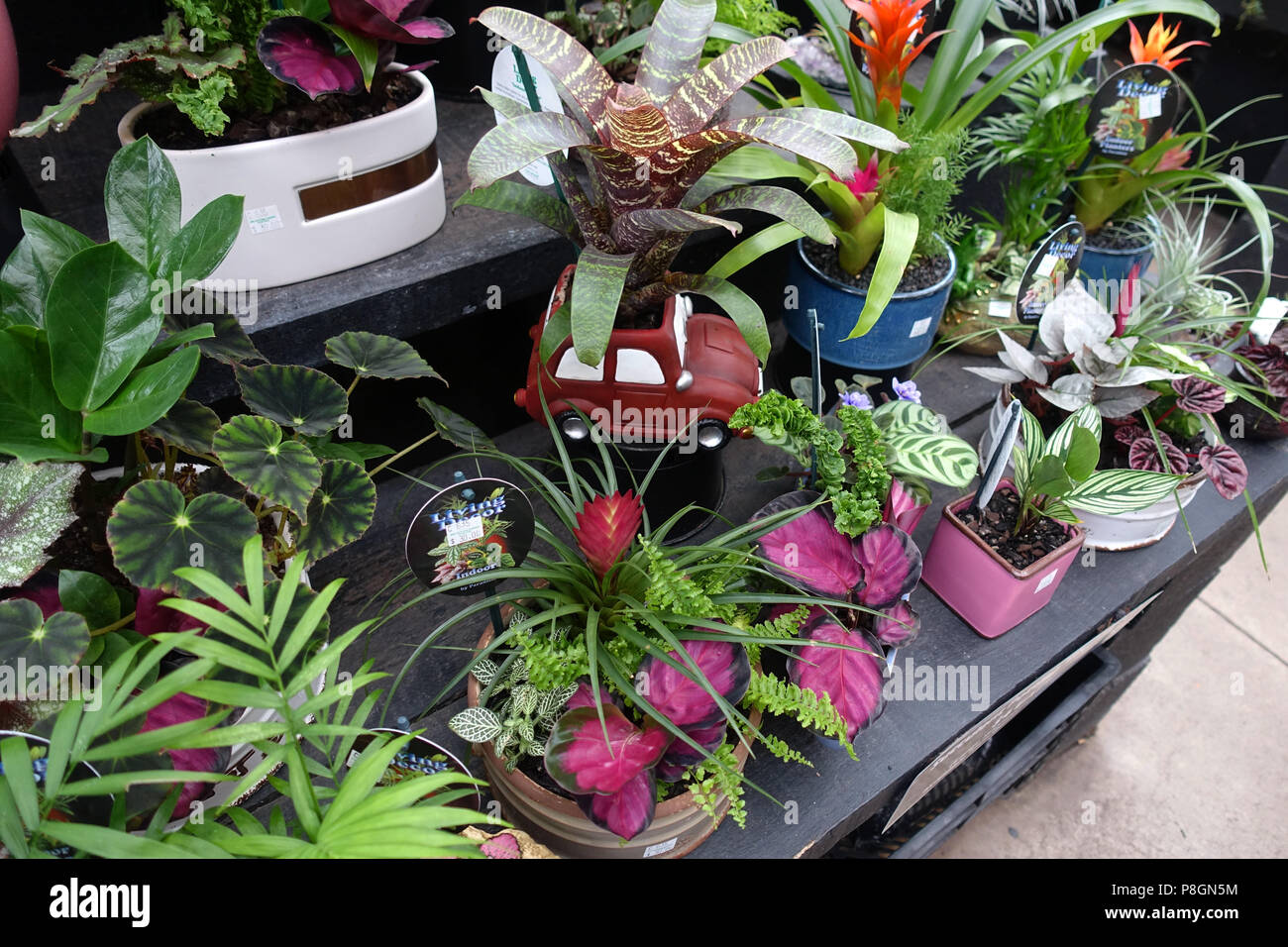 Sélections de plantes d'intérieur dans des pots décoratifs Banque D'Images