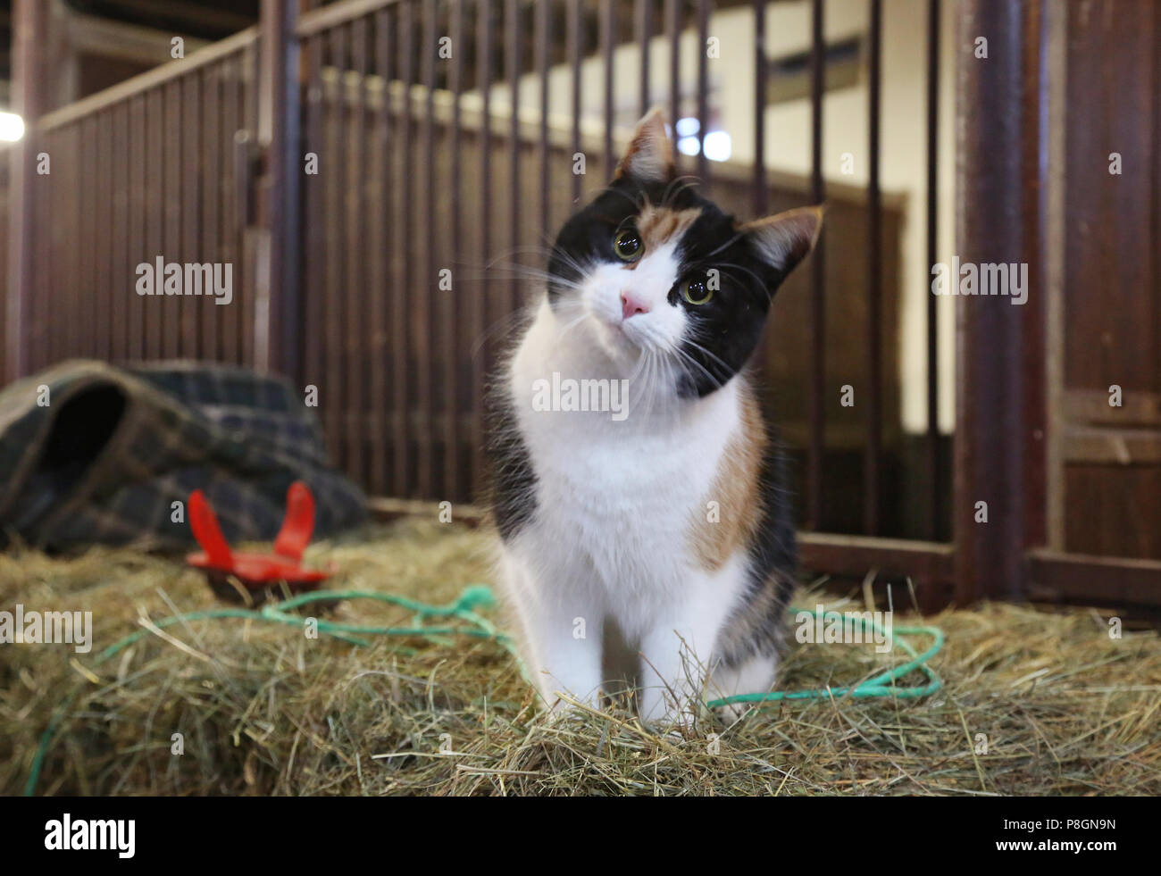 Neuenhagen, cat se trouve dans la stalle, curieusement, sur une balle de foin Banque D'Images