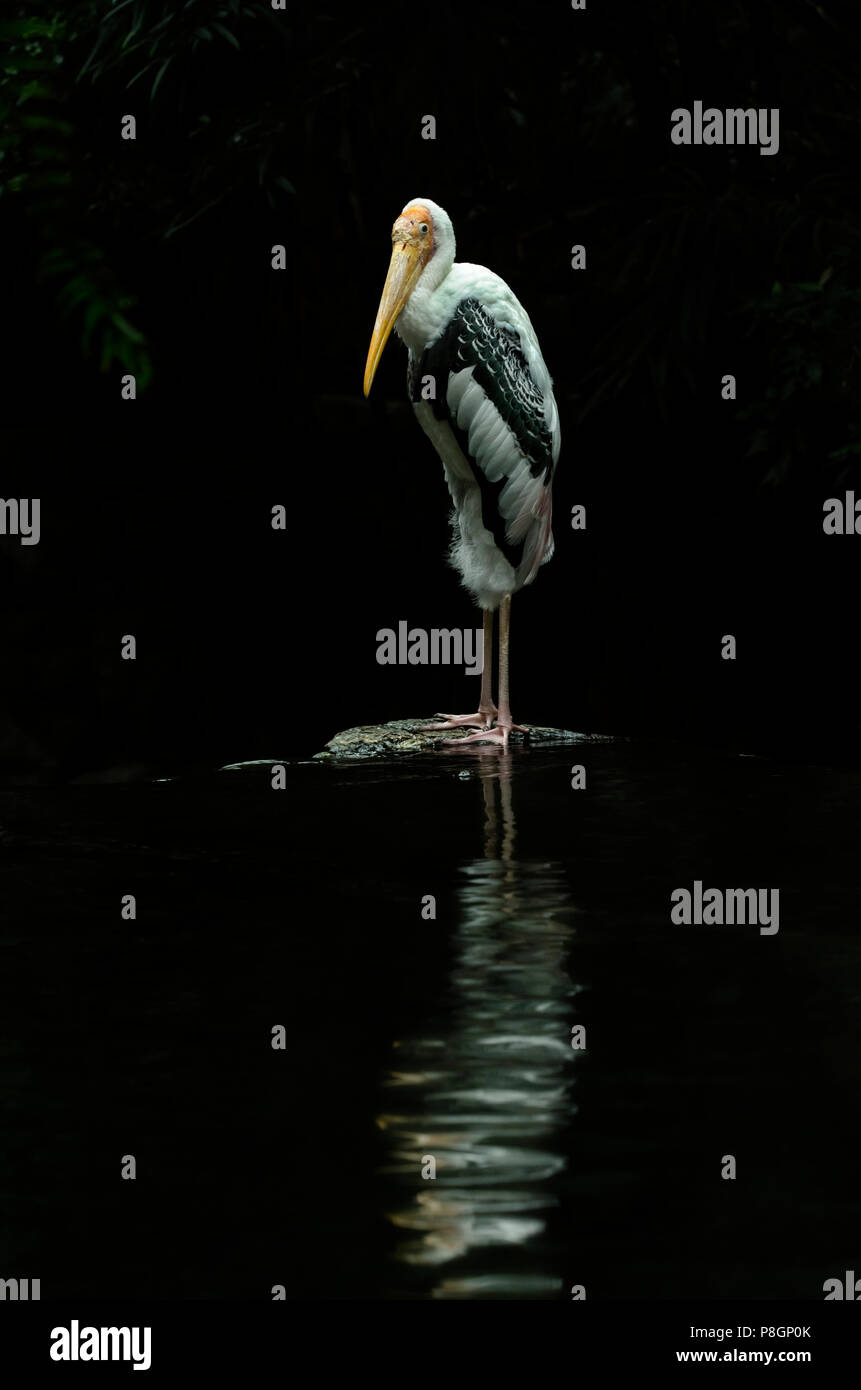 Grande cigogne peinte est à bord du ruisseau Banque D'Images