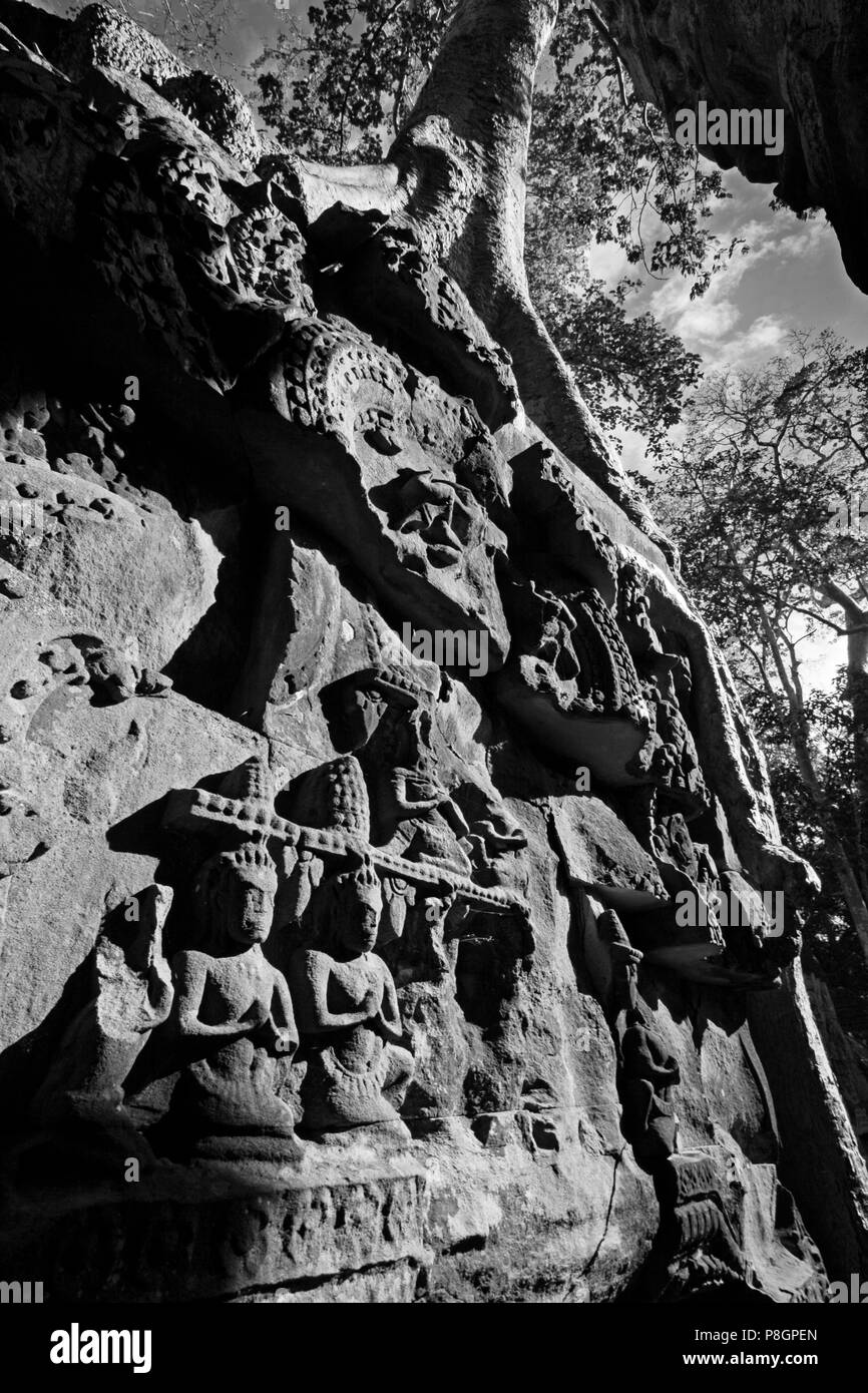 Un coton ou soie kapokier (Ceiba Pentandra) pousse sur les ruines khmères de Ta Prohm, construit par Jayavarman VII à Angkor Wat - Siem Reap, Cambodge Banque D'Images