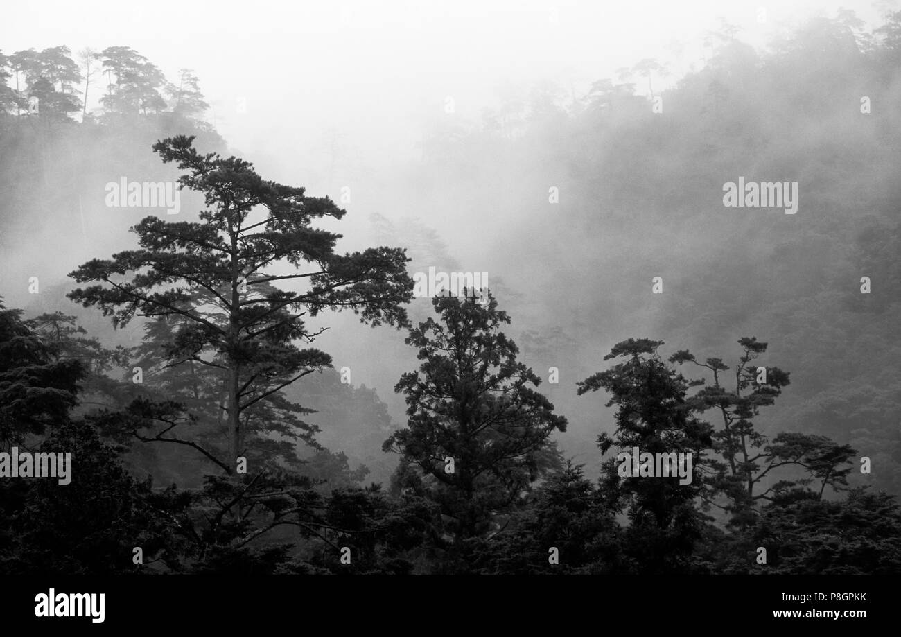 Forêt de brouillard sur les flancs du Mont Misen - MIYA JIMA, JAPON Banque D'Images