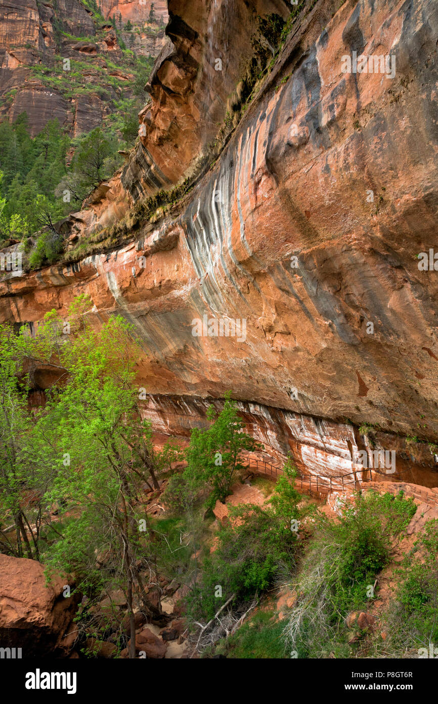 UT00432-00...UTAH - Trail sous un surplomb de rejoindre le coin inférieur, moyen et supérieur Emerald Pools dans la zone Zion Canyon de Zion National Park. Banque D'Images