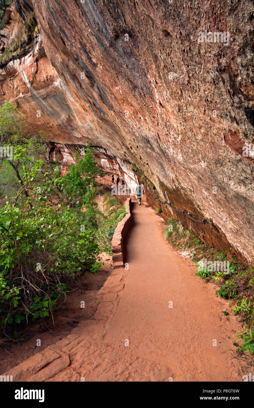 UT00433-00...UTAH - Trail sous un surplomb de rejoindre le coin inférieur, moyen et supérieur Emerald Pools dans la zone Zion Canyon de Zion National Park. Banque D'Images