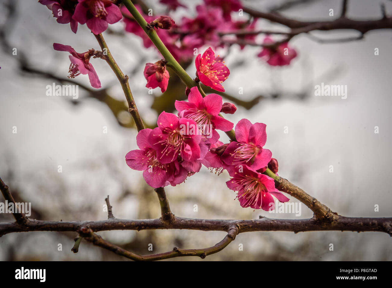 Fleurs prune fermer jusqu'au pic de fleurs, de Setagaya, Japon Banque D'Images