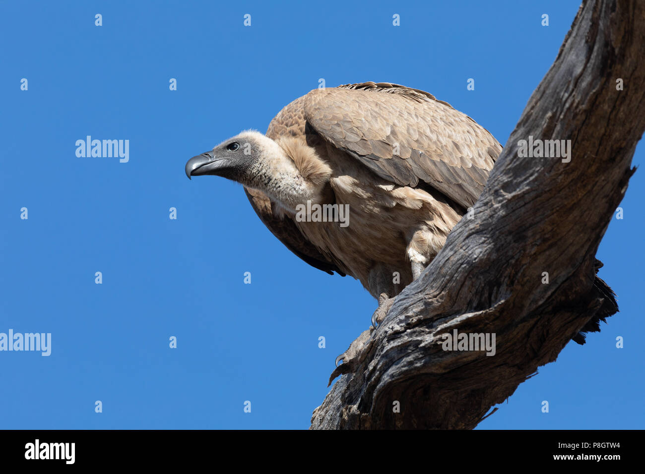 Grand oiseau charognard vautour blanc, sitting on tree against blue sky, Botswana, Chobe safari wildlife Banque D'Images