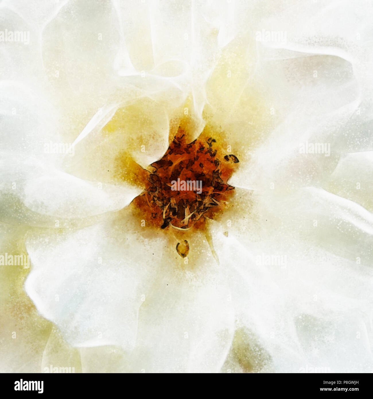 Libre de rose blanche fine art, peinture numérique créé par la main à l'aide de plusieurs techniques pour ressembler à l'aquarelle sur papier. Banque D'Images