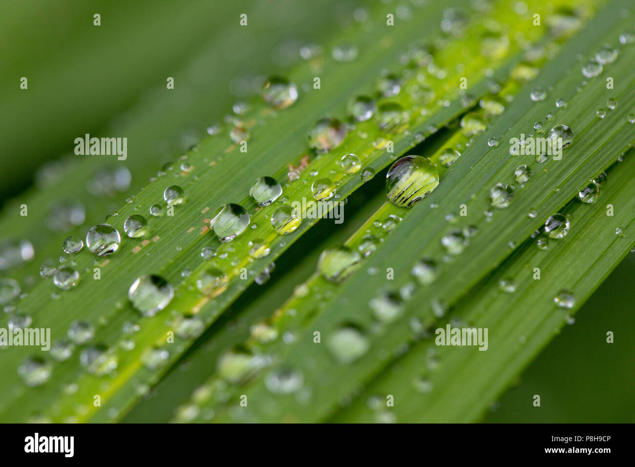 Le Nord du Pays de Galles, le 12 juillet 2018, UK Météo : ciel couvert et plus frais pour la journée, pour certains associés à la première pluie depuis de nombreuses semaines avec quelques averses étant lourd et orageux, ce qui peut causer des inondations. La première pluie depuis plusieurs semaines à Flintshire, Pays de Galles, s'est félicité d'un répit de la canicule et pour le jardin avec des gouttes de pluie sur les feuilles rouge lucifer dans un jardin dans Lixwm DGDImages : Crédit/Alamy Live News Banque D'Images