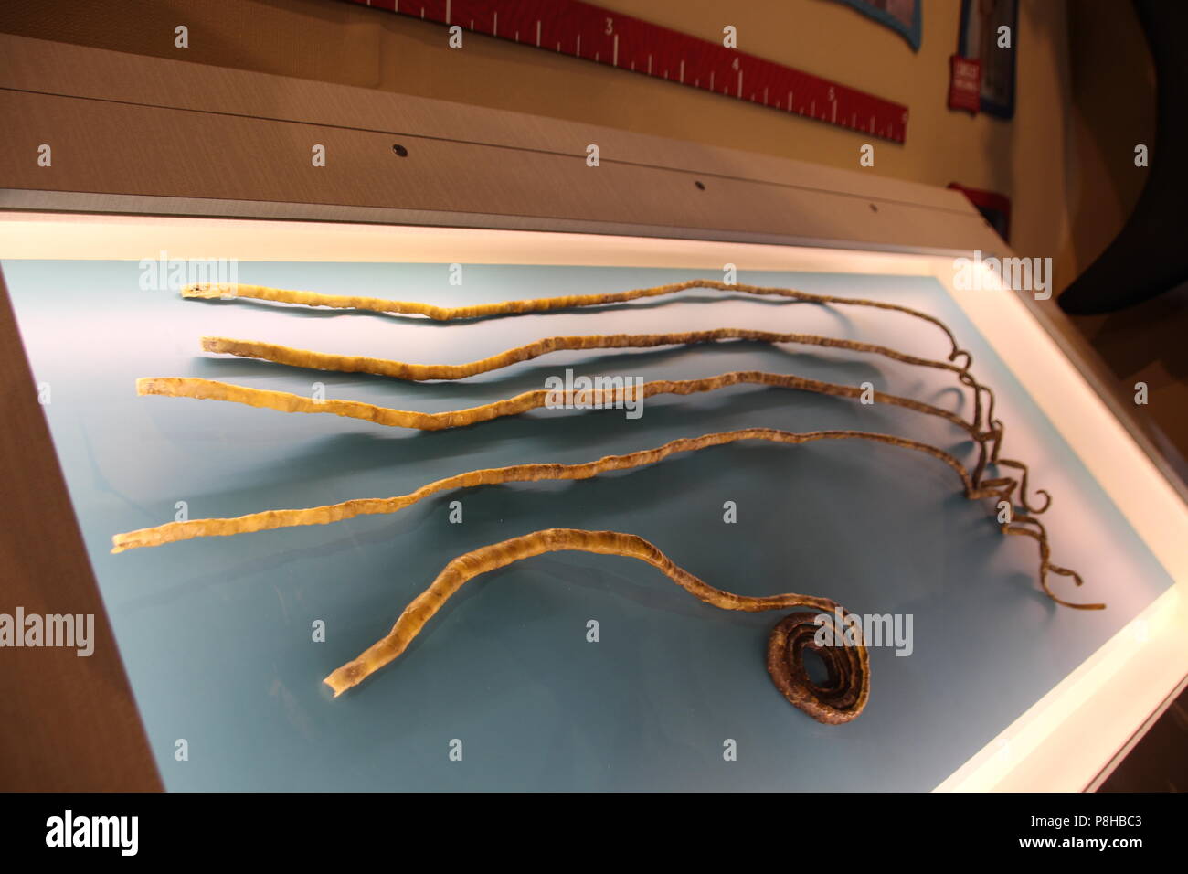 New York, USA. 11 juillet, 2018. Récemment, le coupé les ongles de Daniel  Chillal dans un musée de la curiosité à Times Square. Le 82-year-old Indian  est présenter cinq ongles, qui ont