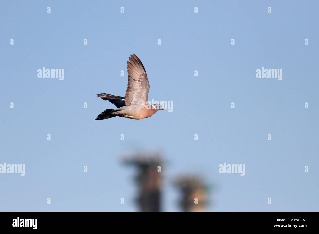 Bois européen pigeon volant à proximité d'une zone industrielle au Portugal Banque D'Images Bois européen pigeon volant à proximité d'une zone industrielle au Portugal Banque D'Images