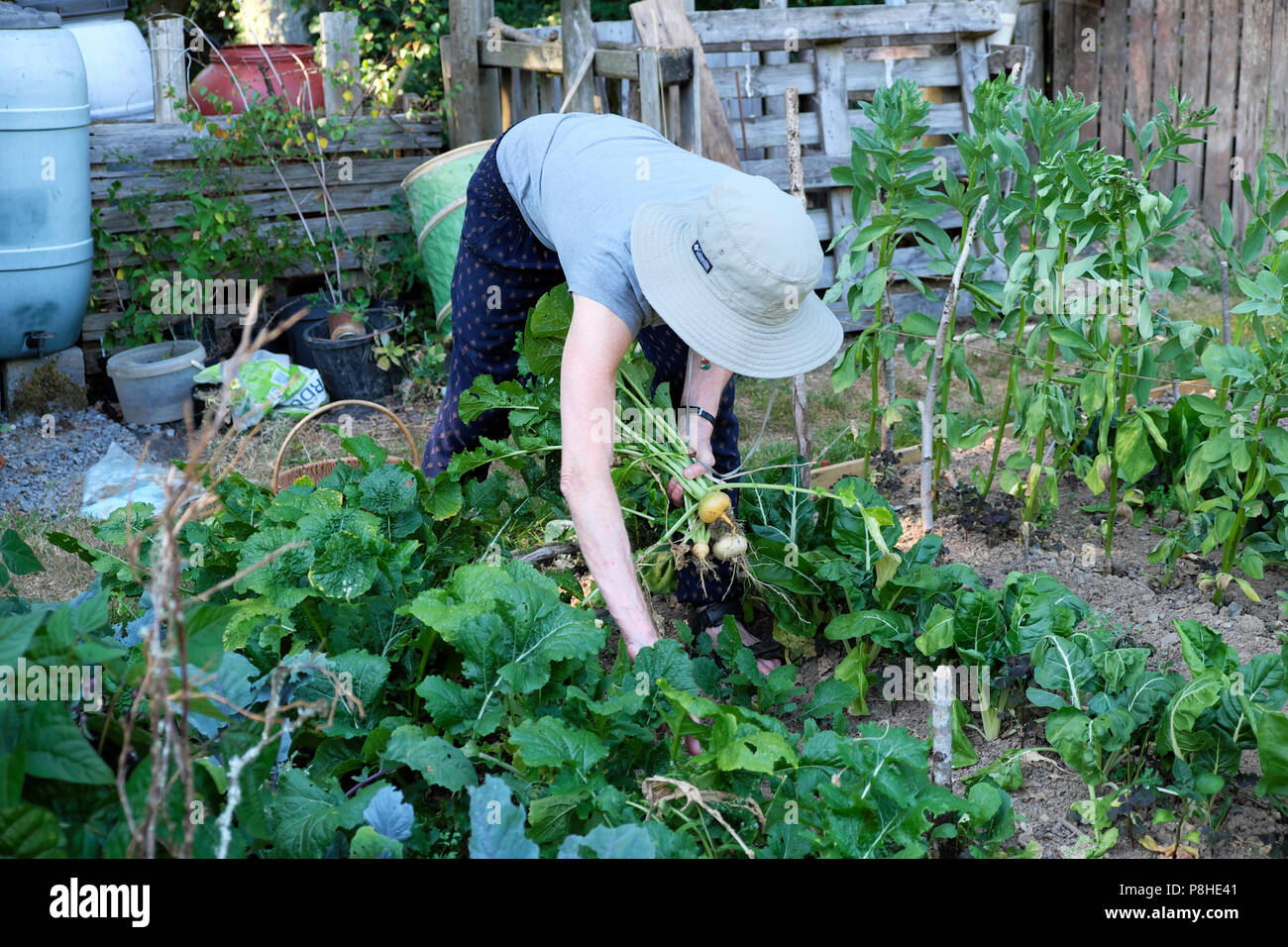 Femme âgée portant un chapeau cueillant des navets pendant la canicule estivale 2018 en juillet jardin potager biologique Carmarthenshire pays de Galles Royaume-Uni KATHY DEWITT Banque D'Images