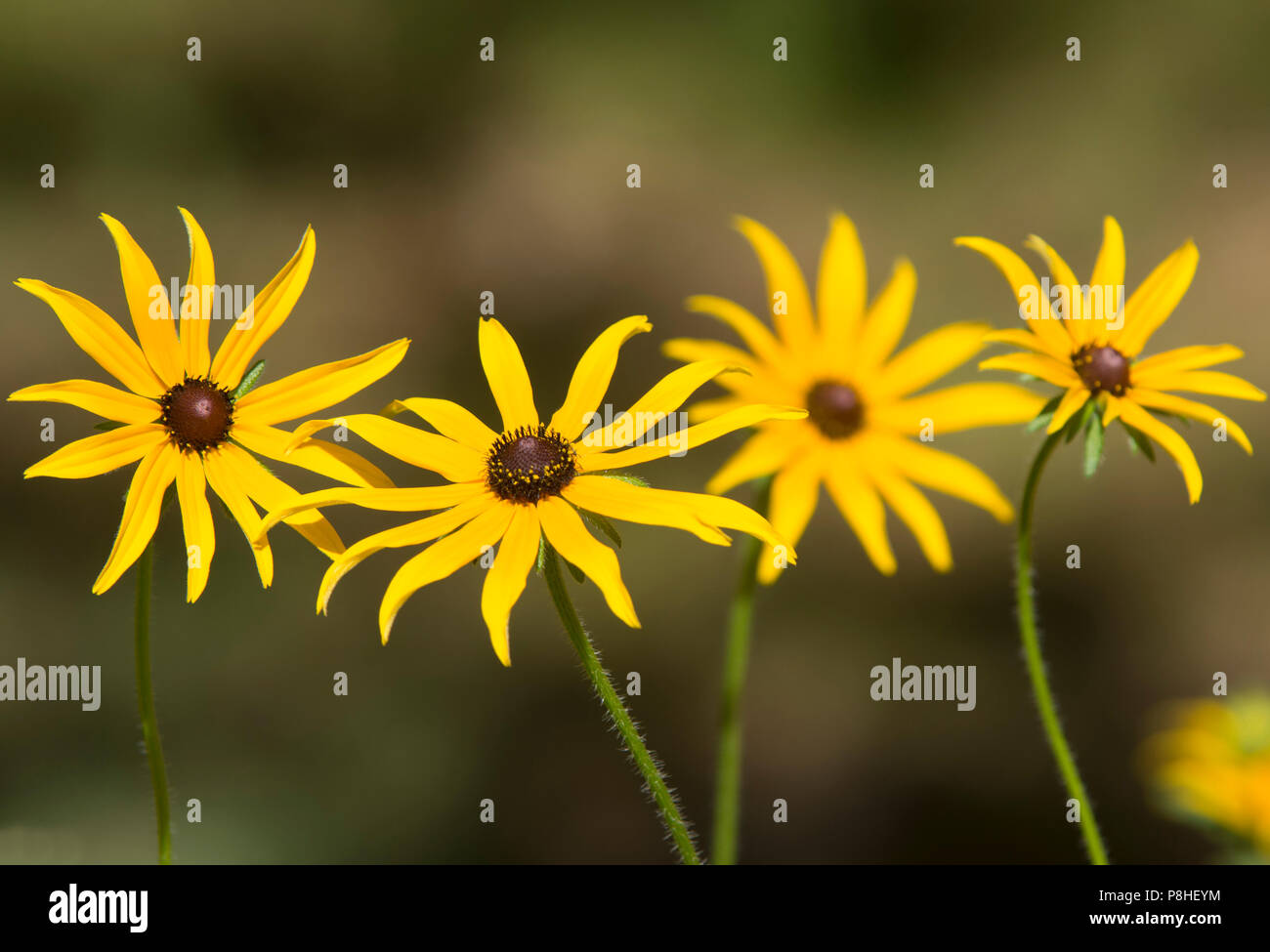Susans yeux noir (Rudbeckia hirta) dans un jardin familial à Cape Cod, Massachusetts, USA Banque D'Images