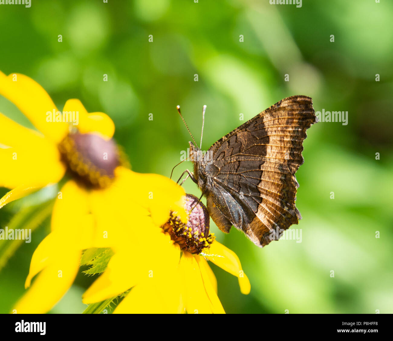 Un papillon écaille de Milbert, Aglais milberti, se nourrissant d'un cône jaune fleur dans un jardin dans les Adirondacks, NY USA. Banque D'Images